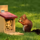 Squirrels!