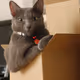 BOUAOU CATS