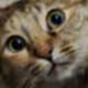 kitties, imagined