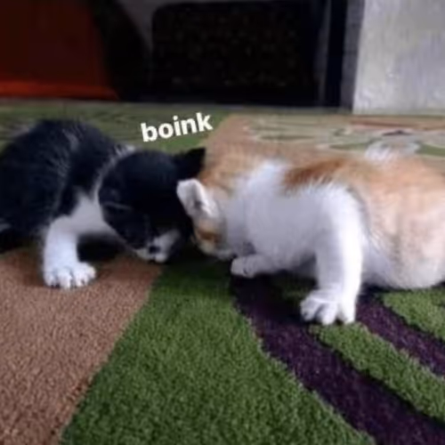boink