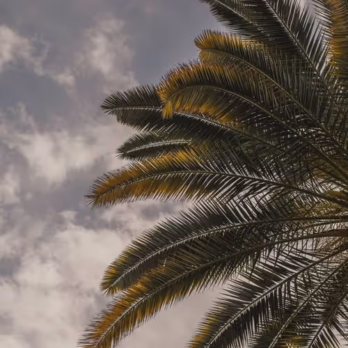 palm