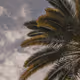 palm