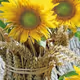 sunflower