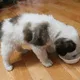 Pan Pan