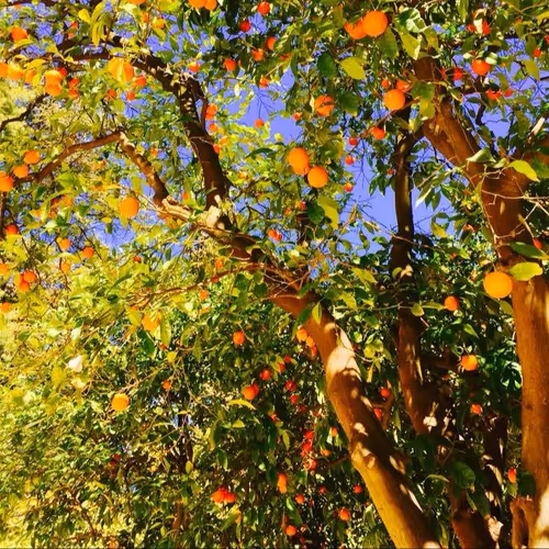tangerine tree