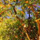 tangerine tree
