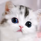 cate