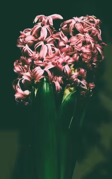 hyacinth