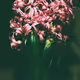 hyacinth