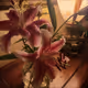 lilies