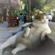 dombili cat