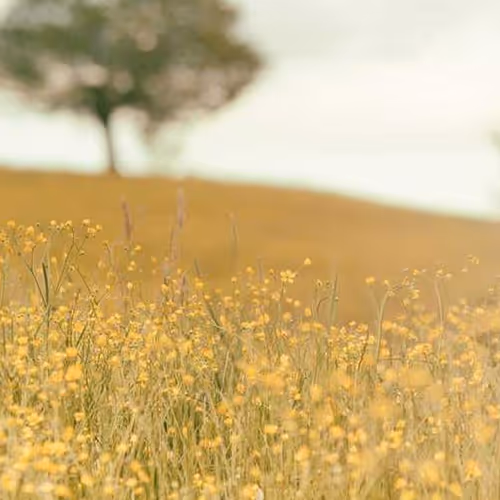 Litigation Variations