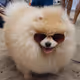 MY DOG