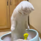Cat Comedian
