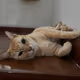my cat