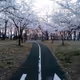 cherry blossom walk