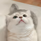 냥냥이