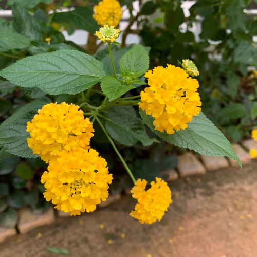 a flower
