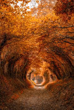 Autumn Maze