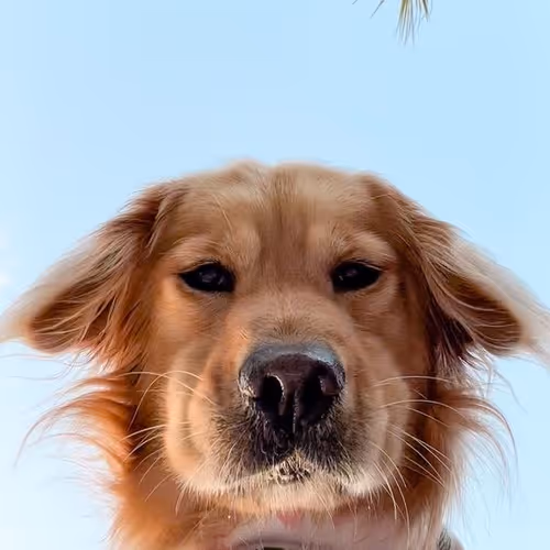 Cuteface