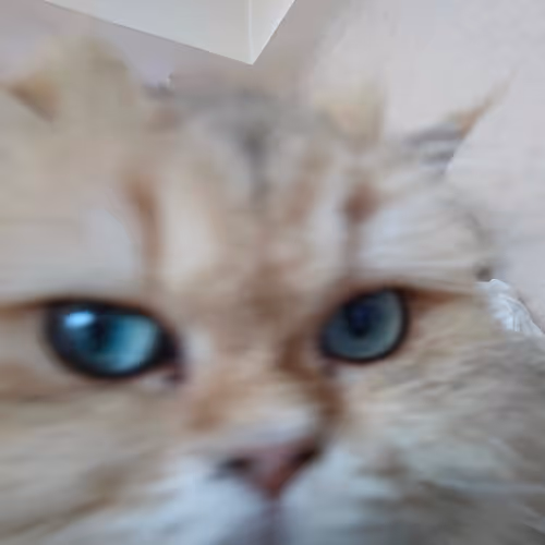 Cool Cat