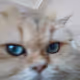 Cool Cat