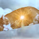 Kitty adventures