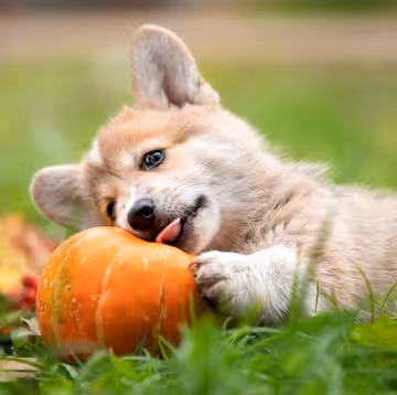 Puppy's Fall Fun