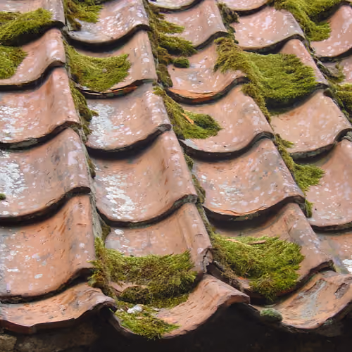 Moss On Roof???