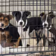Doges In Need