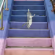 Mint Busan Cat Staircase