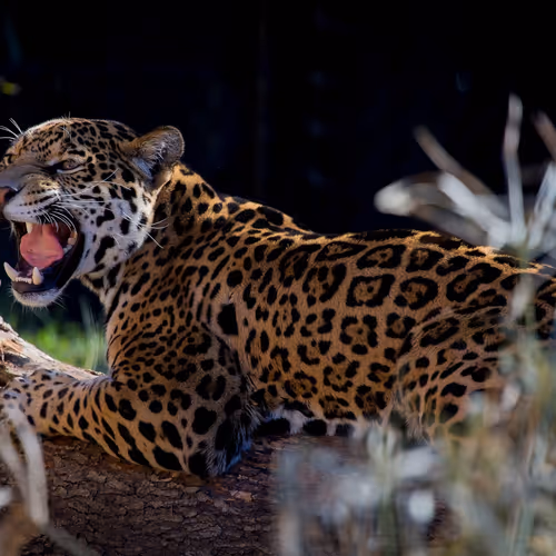 jaguar