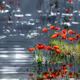 Poppies after the rain