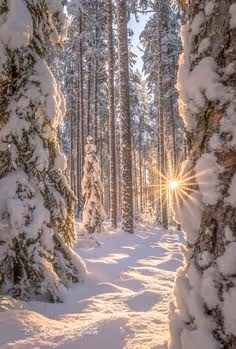 NEVE