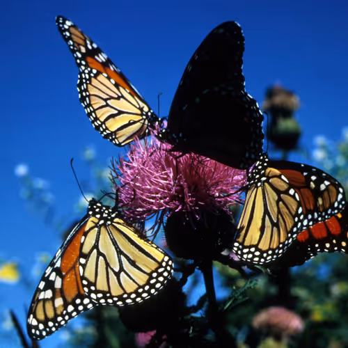 Butterflies