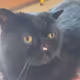 Gandalf the cat