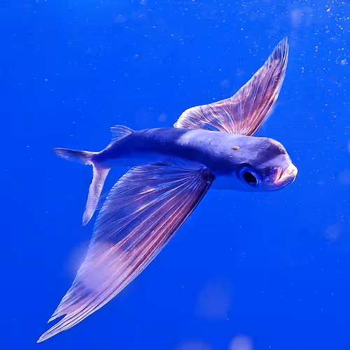 Flying fish
