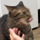 Animal Meme Daily