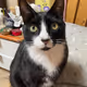 Nero_cat