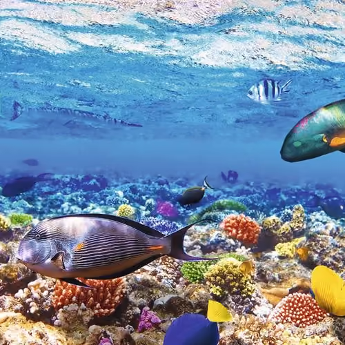 reefs