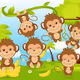 Monkey MoMo