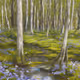 Spring Forest