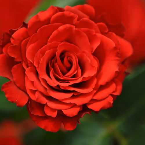 Redis
