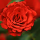 Redis