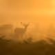 Respiratory
