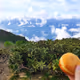 Mountain Donut