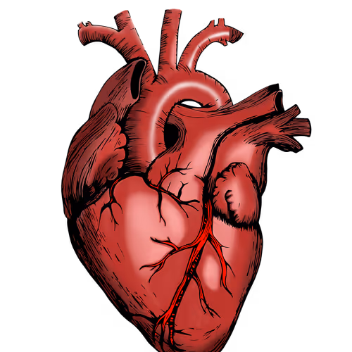 Zora_Heart
