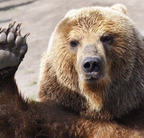 Stop-Bear