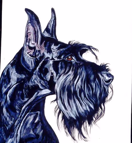 Schnauzer