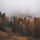 trees